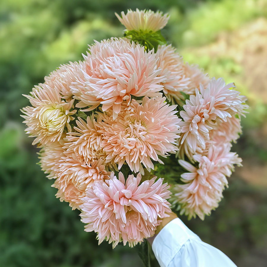 SEMILLAS DE ASTER SALMON JANINA Huerta Familiar